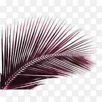 椰子图形png图片棕榈树剪贴画棕榈枝PNG绿色