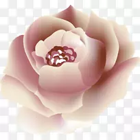 花园玫瑰，牡丹桌面壁纸，粉红m-美丽PNG图片