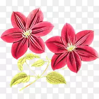 皮革花卉png图片图像透明花草