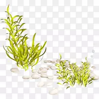 水生植物剪贴画海藻png网络图.海藻剪贴画.PNG鱼