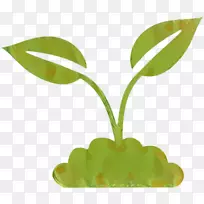 叶植物茎植物