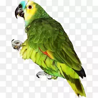 鹦鹉png图片剪辑艺术鹦鹉绿松石-正面亚马逊