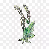 分枝植物茎中草药叶草