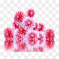 康乃馨切花，花瓣，png图片