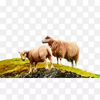 免版税-英国绵羊照片