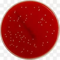XLD琼脂平板志贺菌微生物学-staph细菌