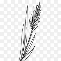 剪枝艺术植物茎黑白米叶