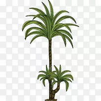 棕榈树，花盆植物，茎，室内植物，iNAV，DBX，MSCI交流世界SF