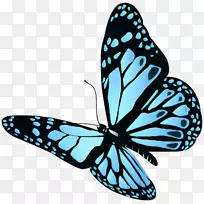 蝴蝶种群摄影昆虫图形插图