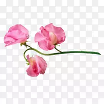 png图片花卉图像剪贴画花瓣粉红色花png psd