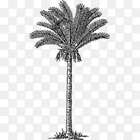 棕榈树，枣，棕榈图形，剪贴画.海滨椰子树