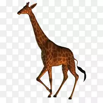 北长颈鹿马赛长颈鹿野生动物形象吉拉法