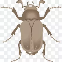 小型鹿甲虫剪贴画地甲虫png图片