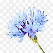 花卉剪贴画png图片植物象征蓝花