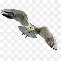 海鸥、秃头鹰、png图片鹈鹕-飞鸟PNG pngtree