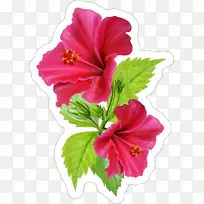 贴纸图形花卉标记png图片.花卉动画PNG木槿