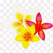 飞蛾兰花特写