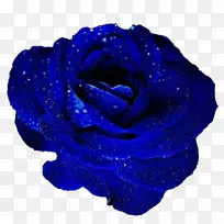 蓝玫瑰花园玫瑰切花