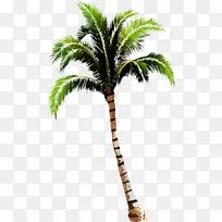 椰子 棕榈树 树