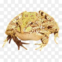 美国牛蛙 青蛙 食用蛙