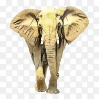 印度大象 大象 非洲大象