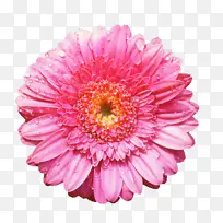 花卉 花束 网页设计