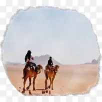 单峰骆驼 野马 旅游
