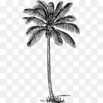 椰子 棕榈树 图画