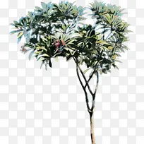 亚洲棕榈 棕榈树 红番荔枝