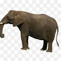 非洲丛林象 大象 印度象