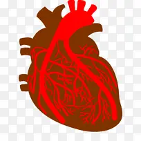 动脉 冠状动脉 心脏