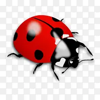 瓢虫甲虫 甲虫 动物
