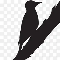 啄木鸟 康奈尔鸟类实验室 绒毛啄木鸟