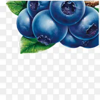 蓝莓 蓝莓茶 欧洲蓝莓