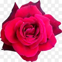 卷心菜玫瑰 花园玫瑰 杂交茶玫瑰