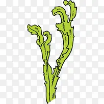 海藻海藻海藻巨藻海草植物茎