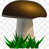 蘑菇 真菌 真羊肚菌