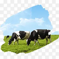 农业 牛 牲畜