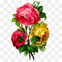 花束 花朵 卷心菜玫瑰