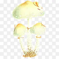 蘑菇科 蘑菇 蘑菇菌
