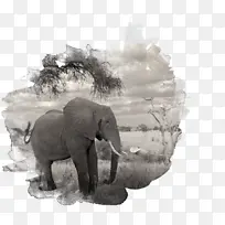 非洲象 印度象 象牙