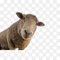 绵羊 剪羊毛 山羊