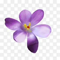 藏红花 花瓣 紫罗兰