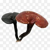 灵芝蘑菇 提取物 蘑菇
