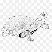 海龟 池龟 线条艺术
