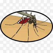 蚊子 昆虫 寨卡病毒