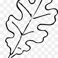 白橡树 素描 树叶