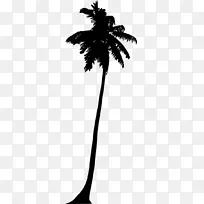 亚洲棕榈 侧影 棕榈树