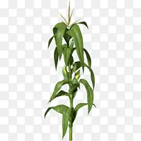 玉米 绘图 植物