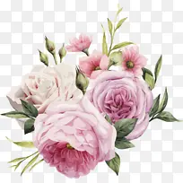 水彩画 玫瑰 粉色花朵